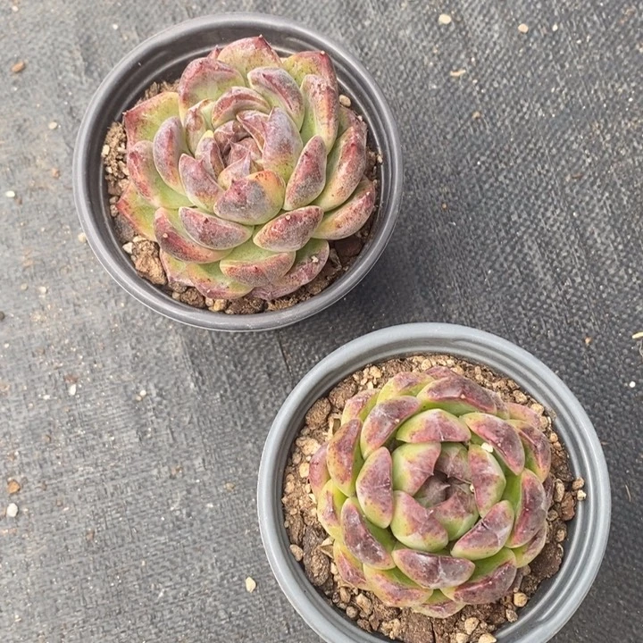 B****不知道是啥黑咕隆咚