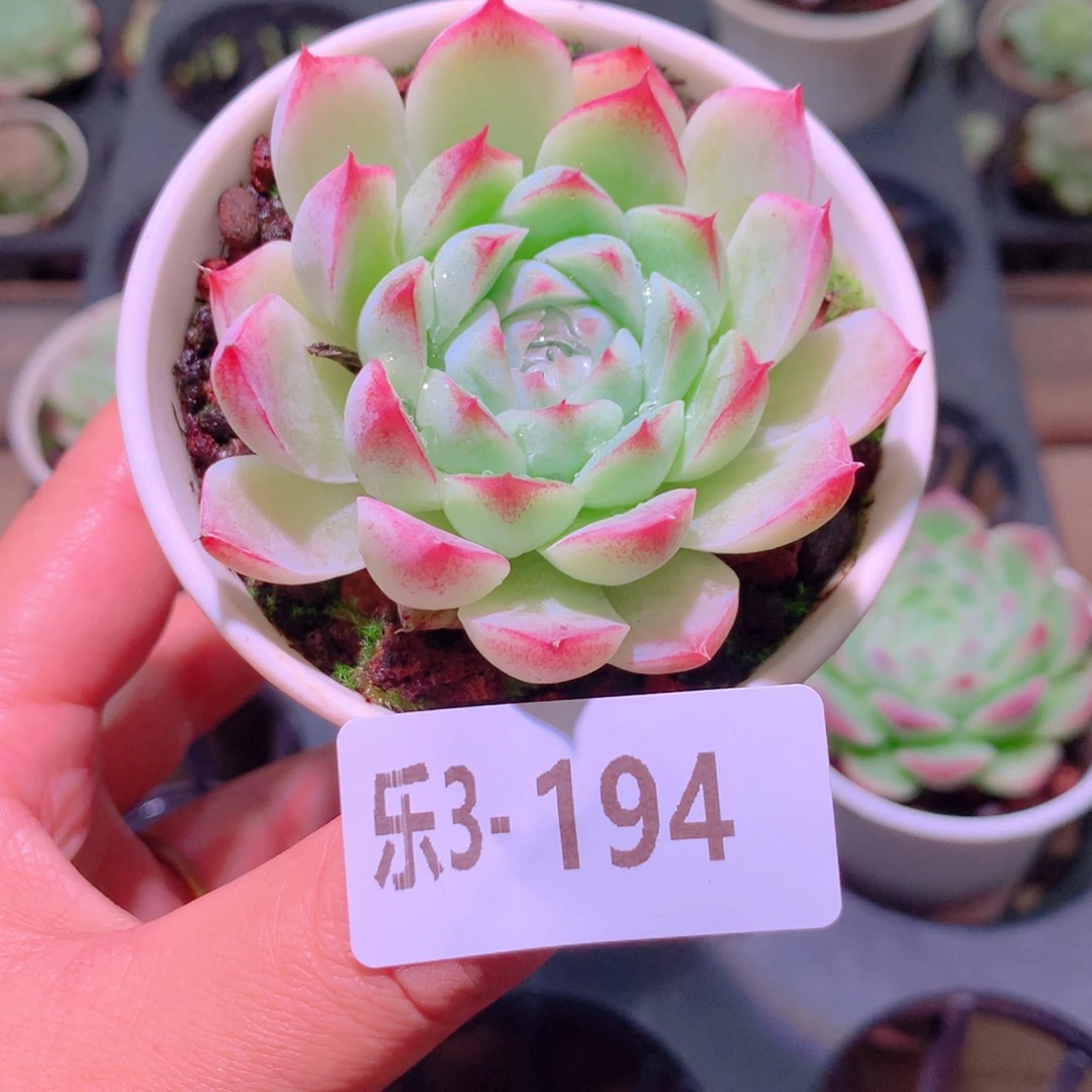 乐然3-194 美瞳单头