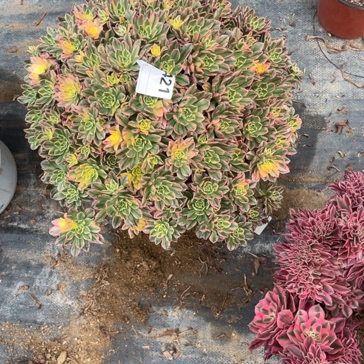 多肉大甜茶法师421