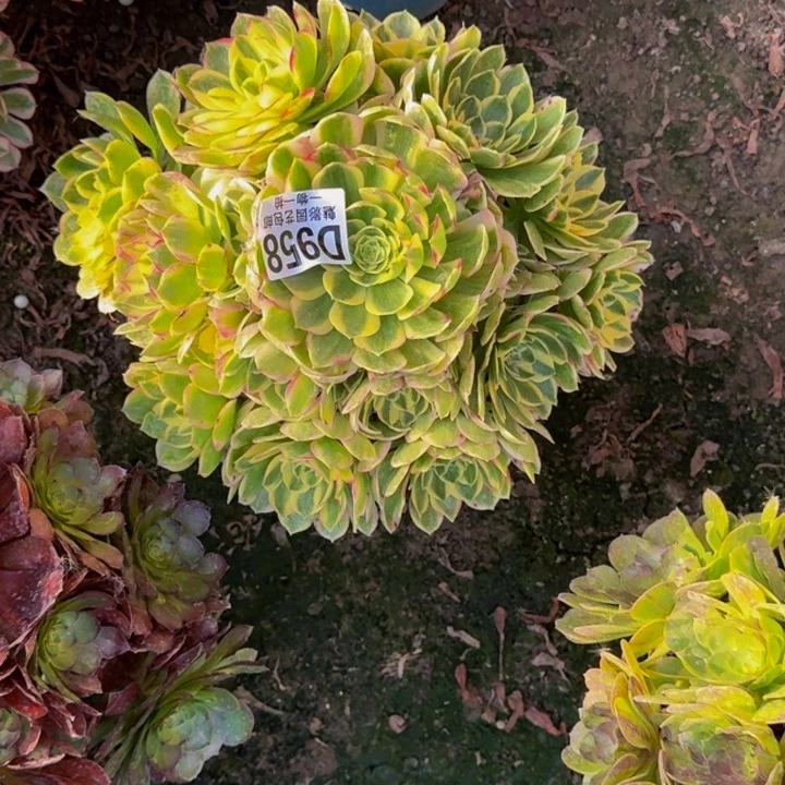 海鲜花30-14包邮花花