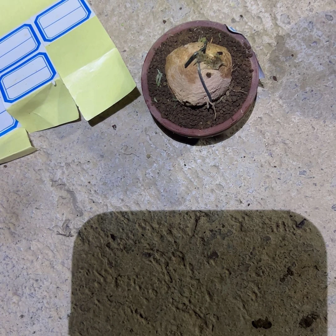 故***你趣味把玩diy小苗