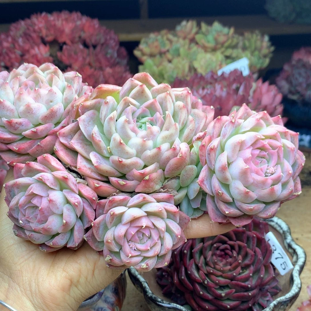 张*然1381杂交多肉植物基地