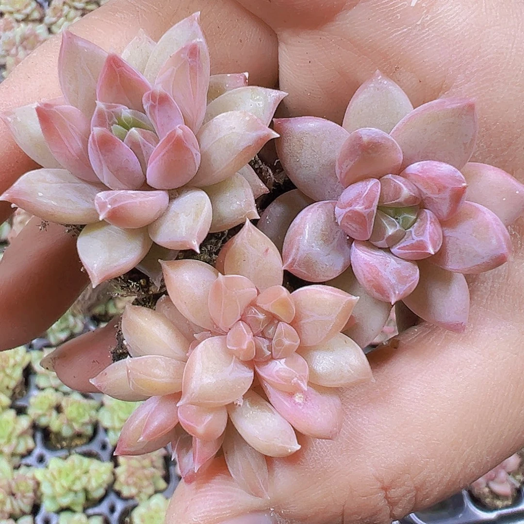 伊卡鲁斯苗5个19包邮