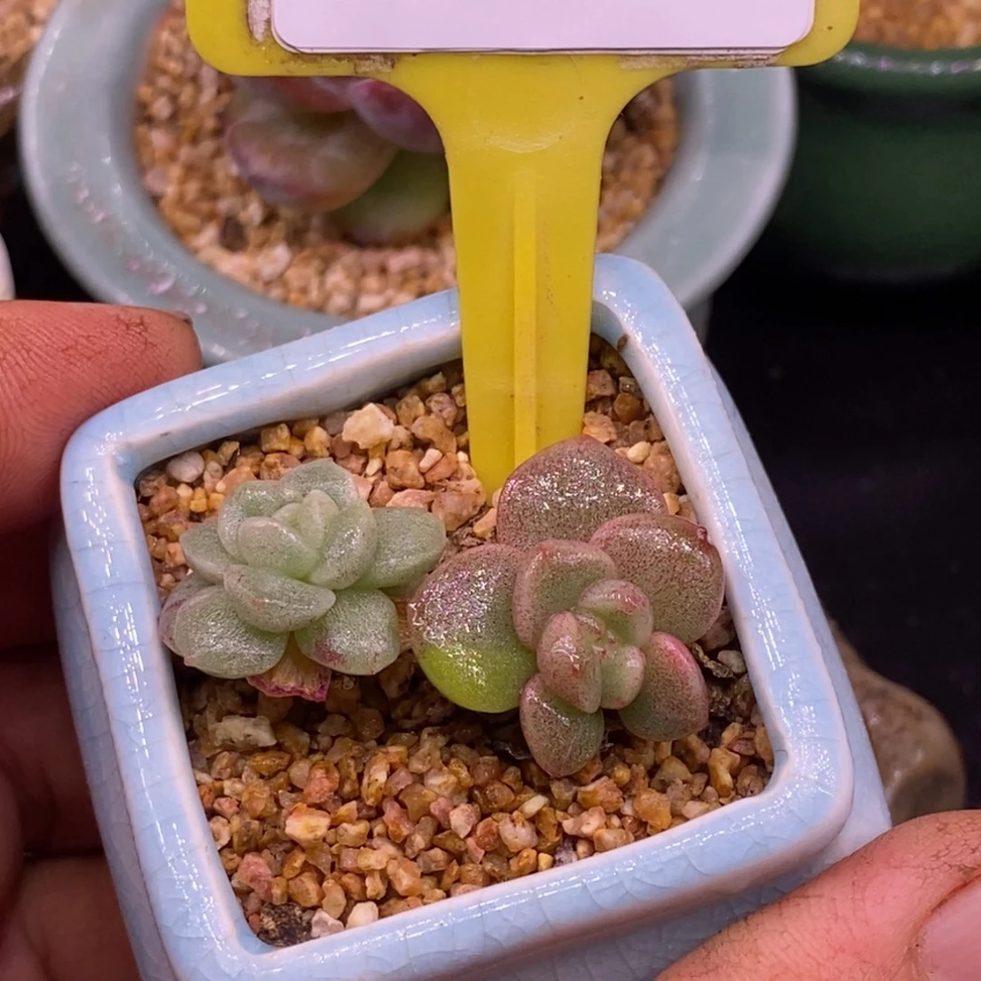 4129冰玉石化双头福利