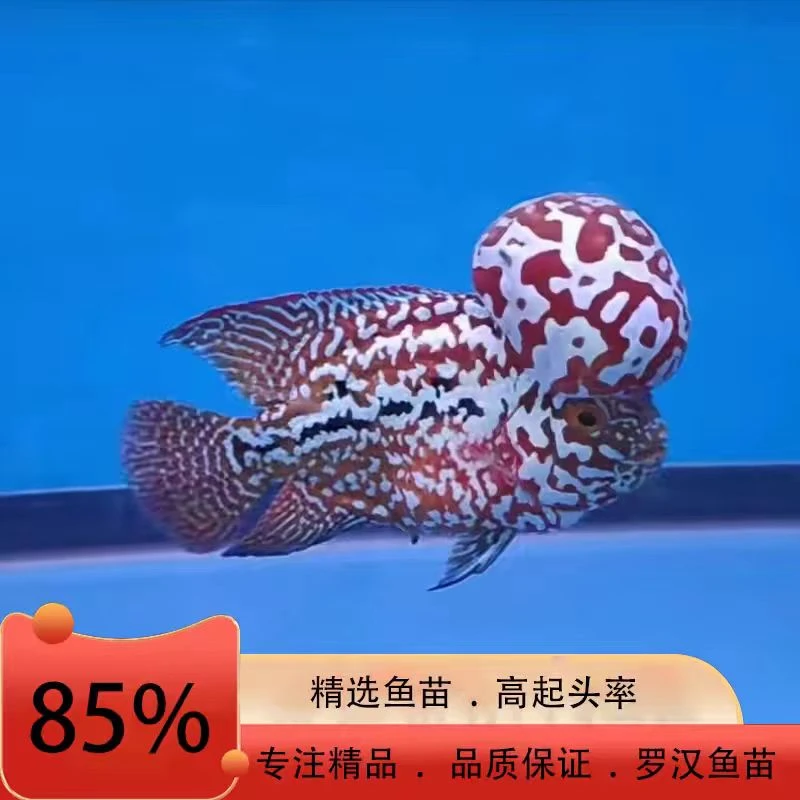 精品罗汉鱼直播间专拍Aco3号