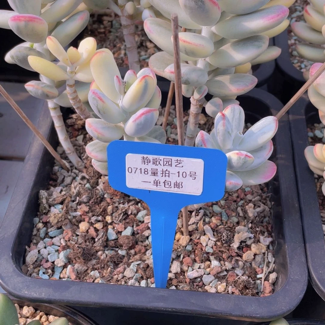 0718-10-母本大群福娘锦一颗量拍