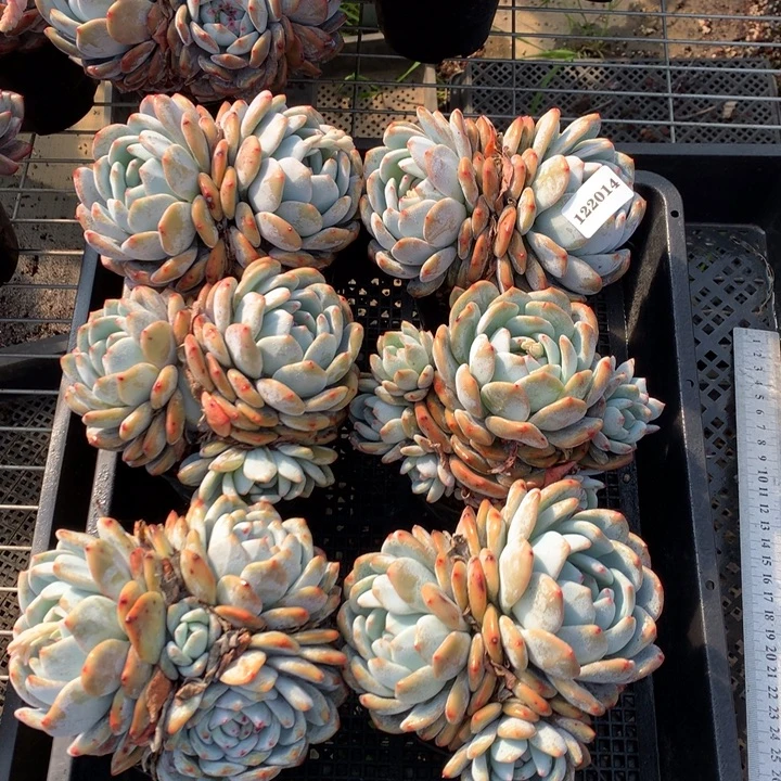 122014六个嗯嗯嗯嗯嗯嗯嗯好喜欢