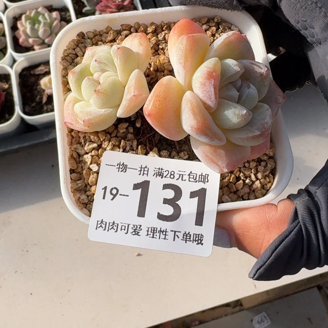 冰玉无盆土发货无