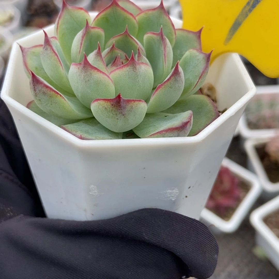 927琵琶仙子多肉植物