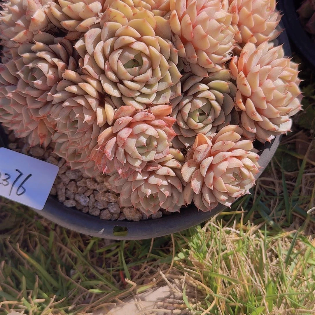 海**空2376本巴多肉植物