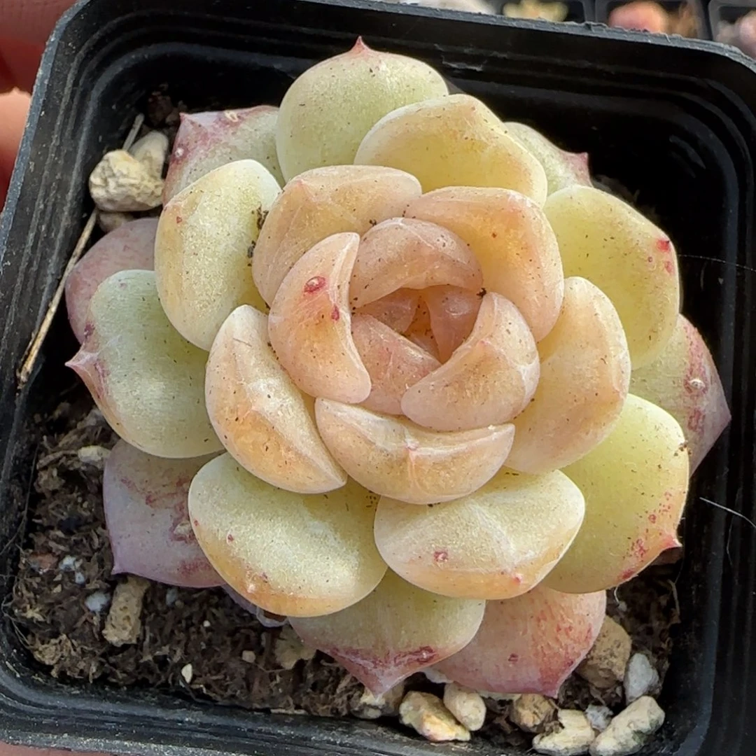 多肉小卡拉米糖心一物一拍