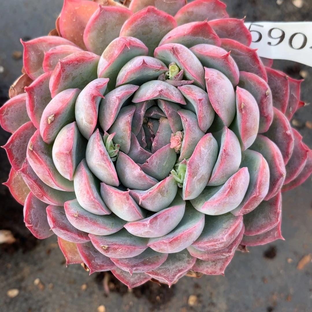 50 904杂交多肉老桩