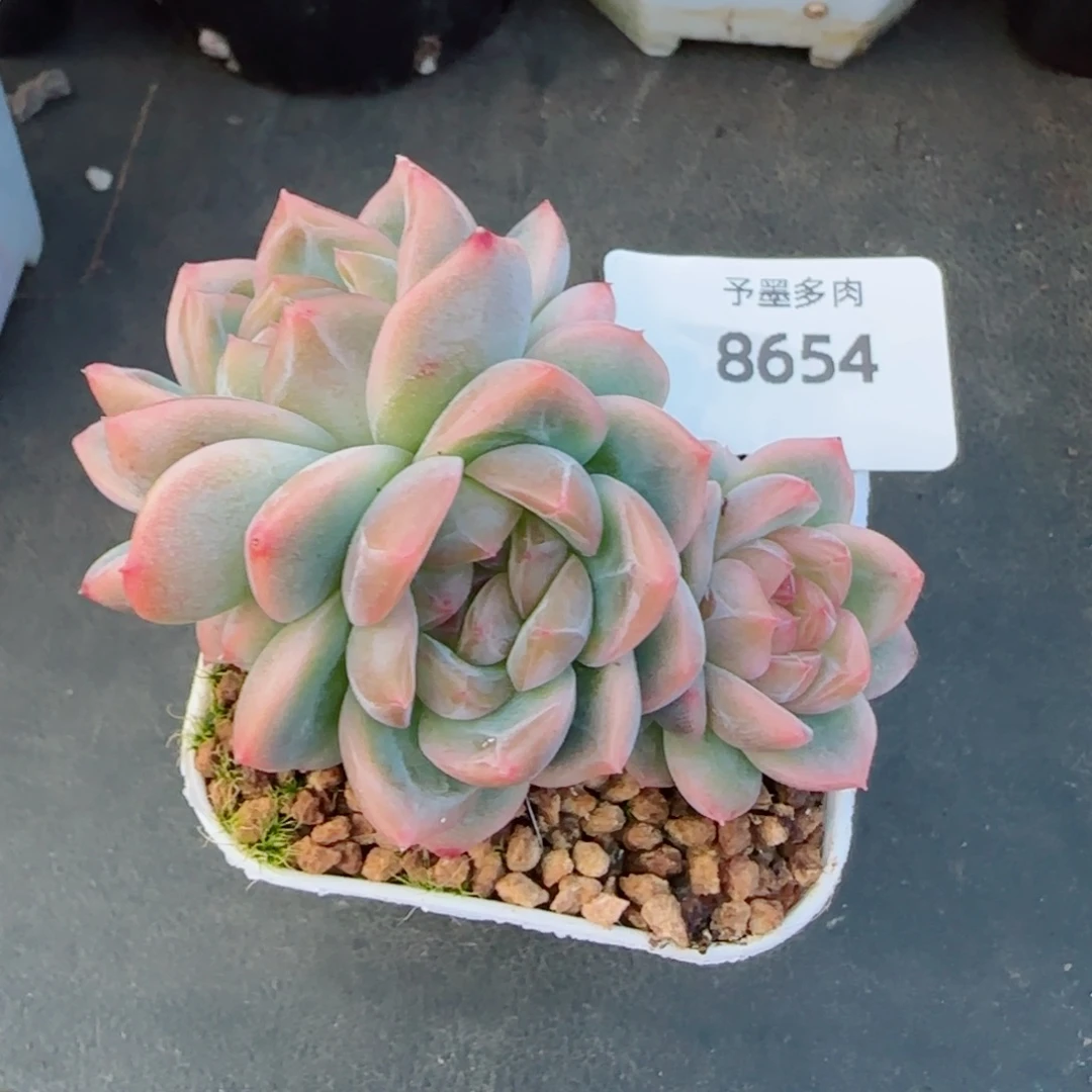甜心群，8654带盆发不包整