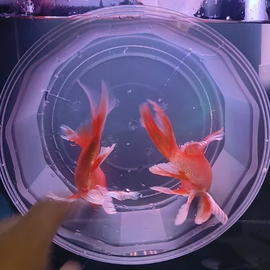 海水鱼两尾红色普身蝴蝶鲤