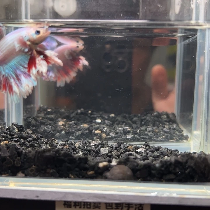 斗鱼竞拍跑单拉黑14日61