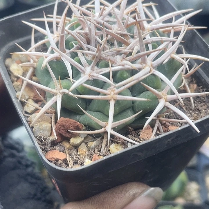 强刺碧岩玉仙人球一物一拍