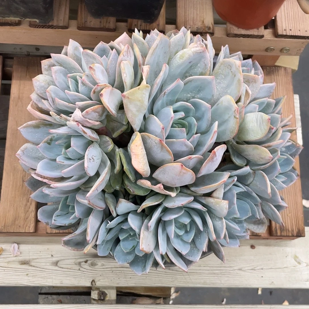 16头凤橙，冠幅约24cm