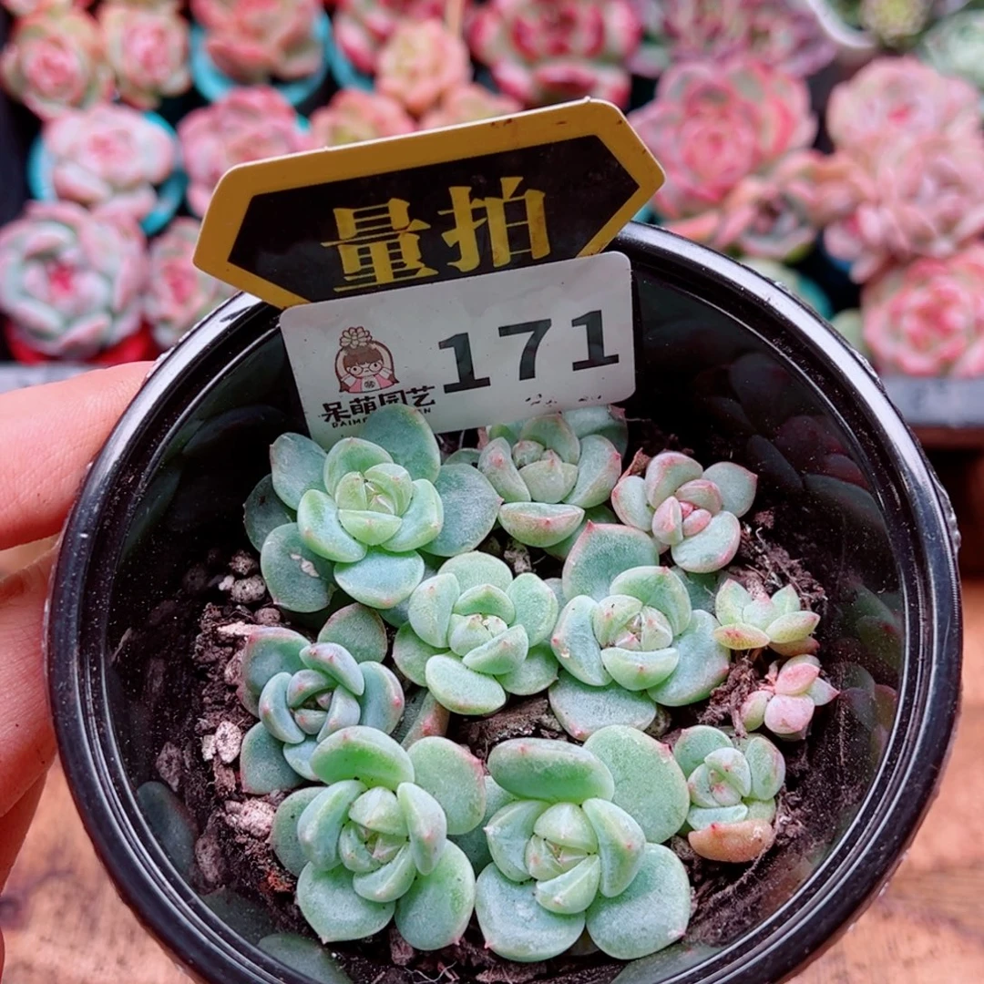 多肉植物多肉植物