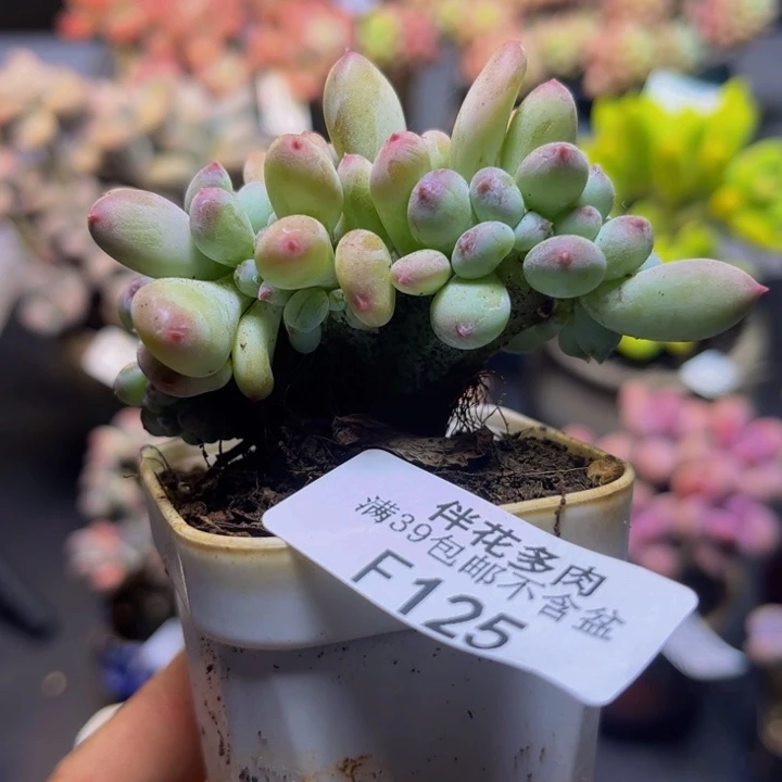 苹果奶酪缀125/6cm