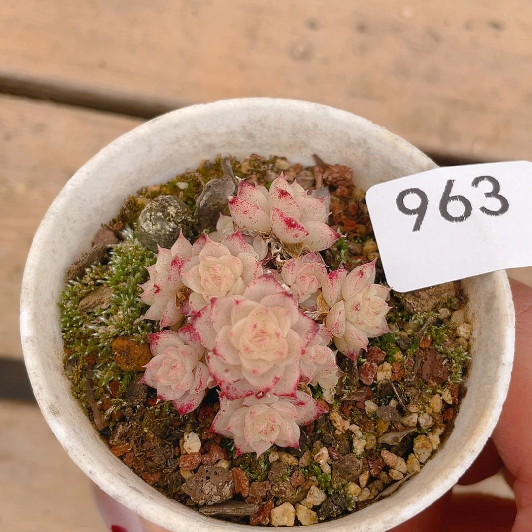 963 天命色。
