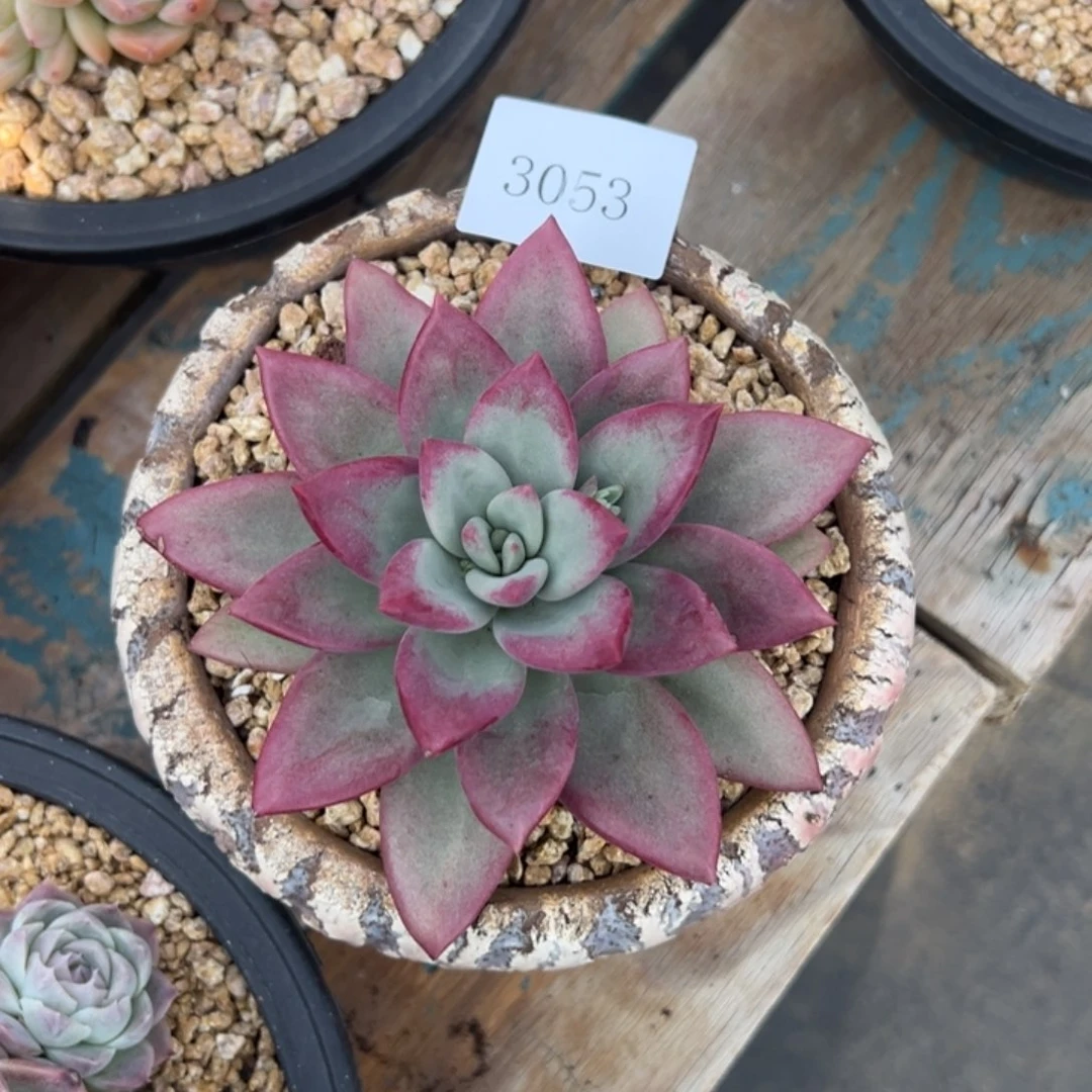 情*3053多肉多多多多多