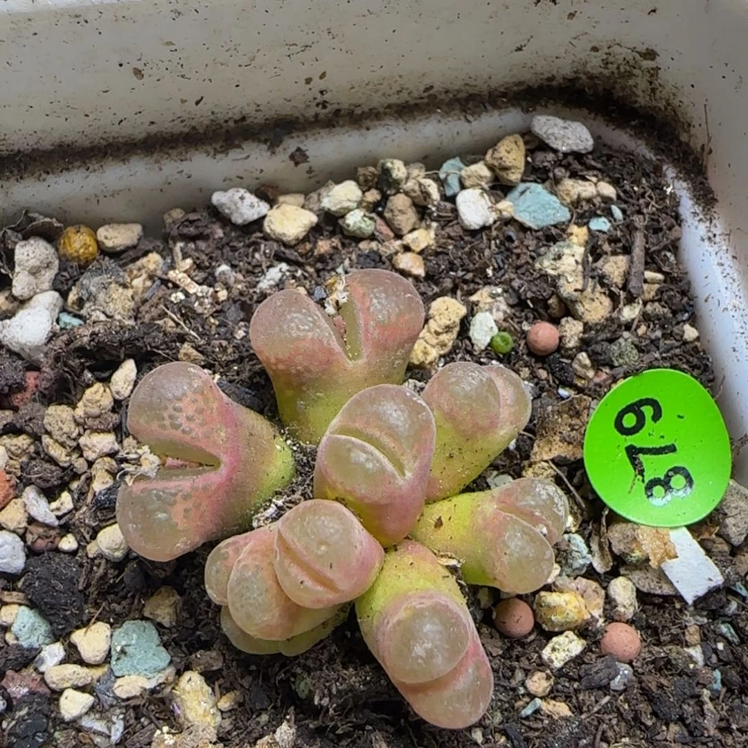 八头漂亮多肉植物879