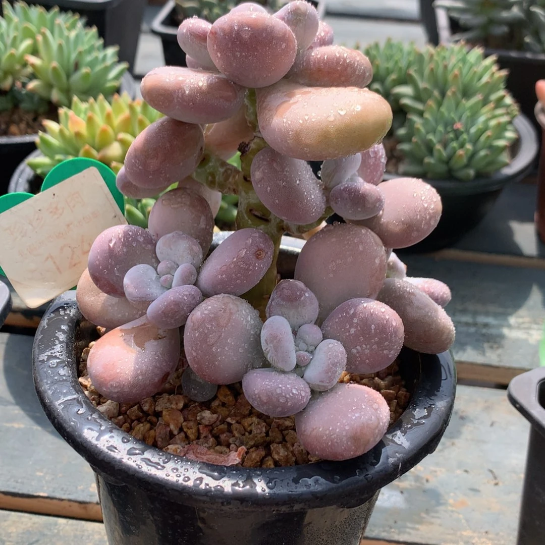 橙雪球老桩无砍124