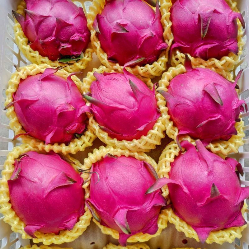 红心火龙果7个装克