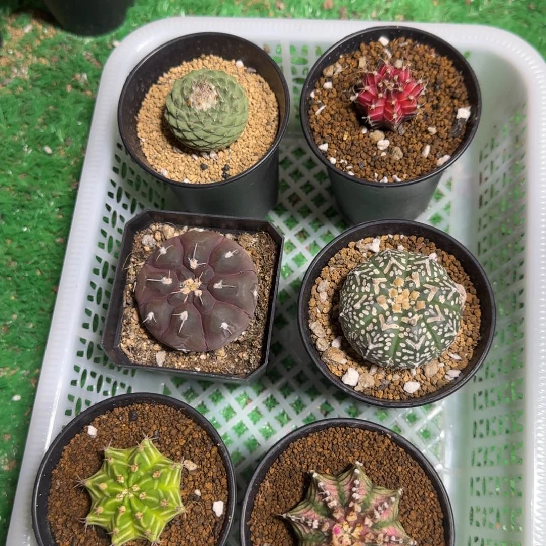 春****1111111111111111