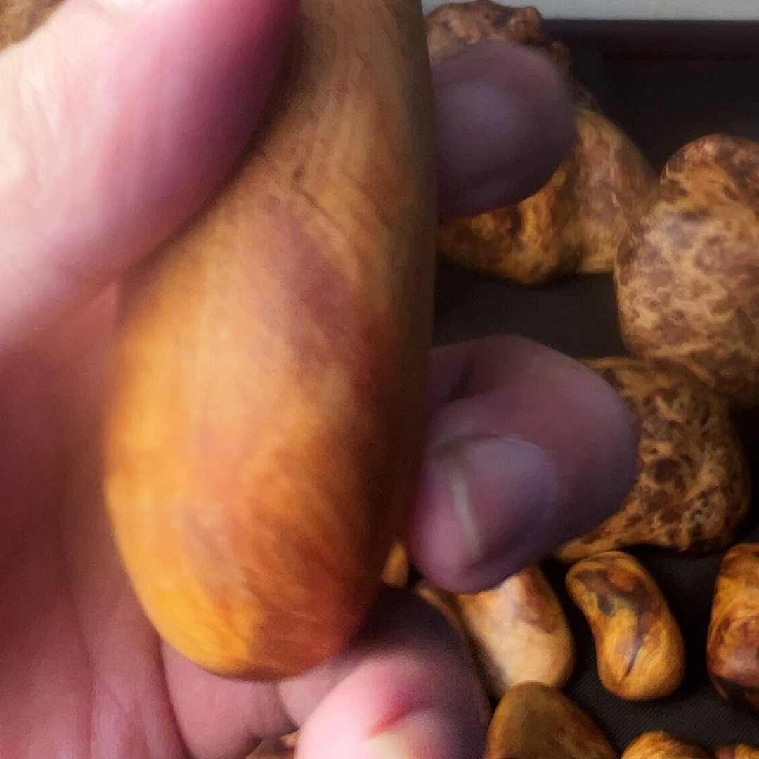 琥珀木长白山琥珀木