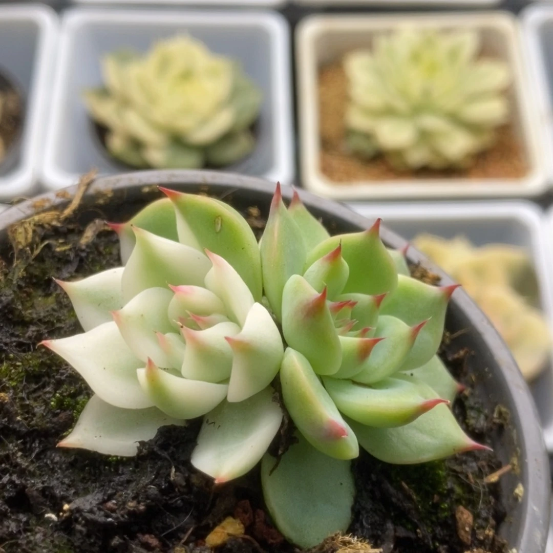 377锦锦锦锦锦锦锦锦