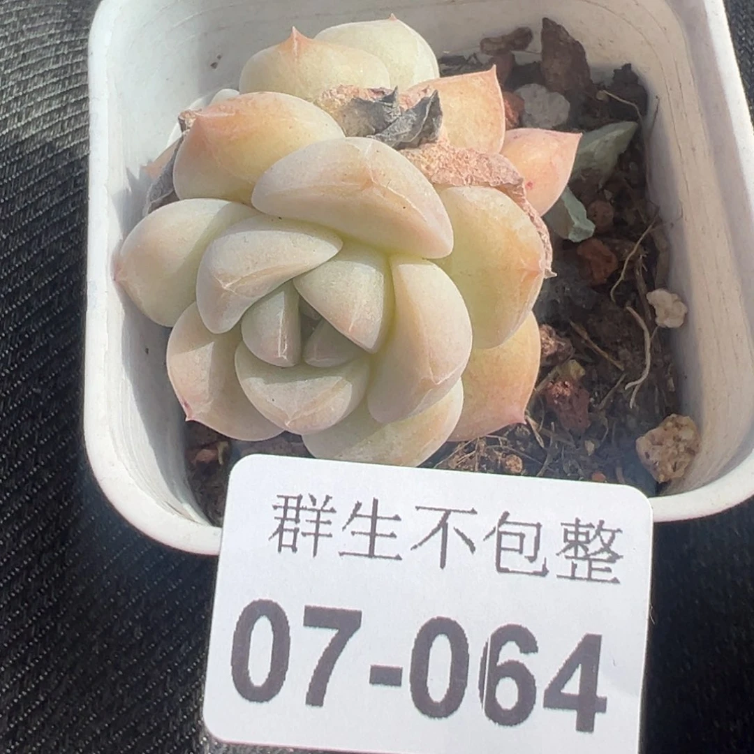 小卡拉米糖心一物一拍7-64