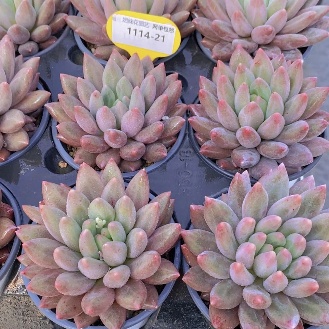 1114-21-精品母本虞姬美人单头一个