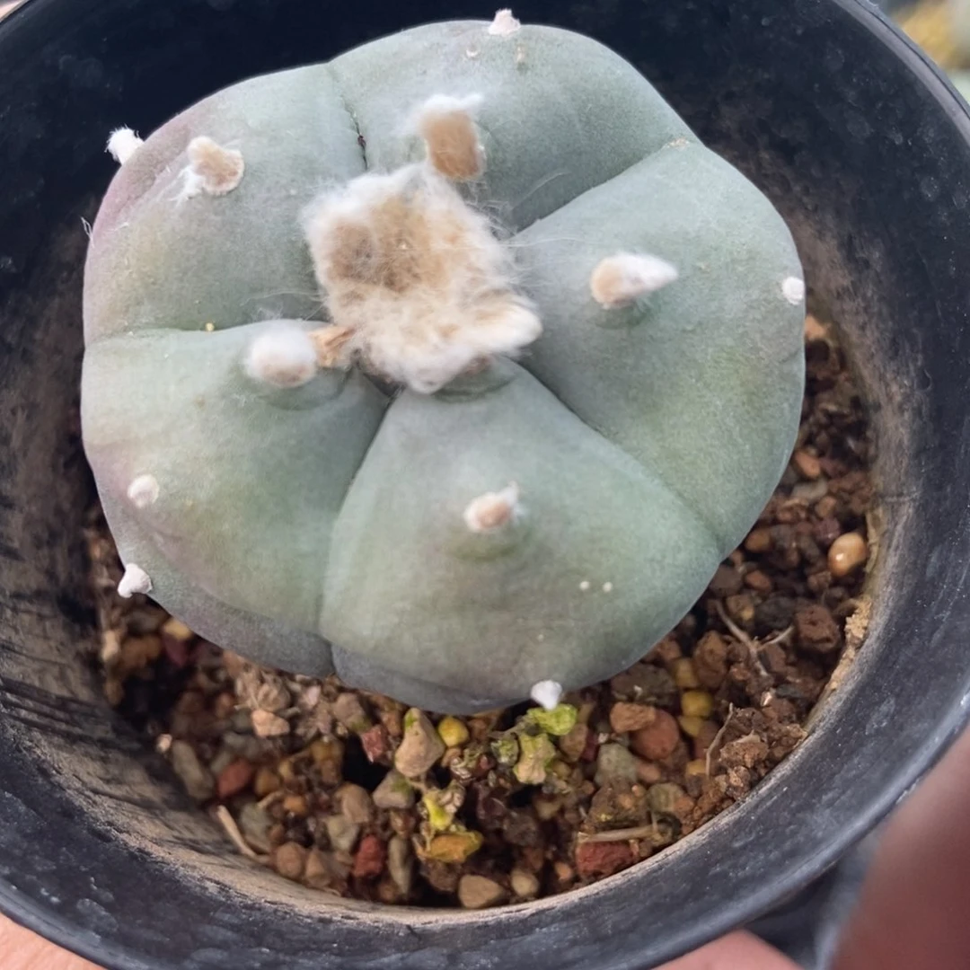 禾**忆无刺仙人球开花了