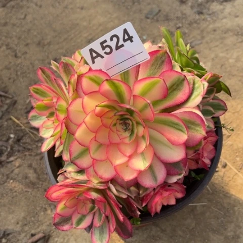 我***～多肉植物倾城捧花