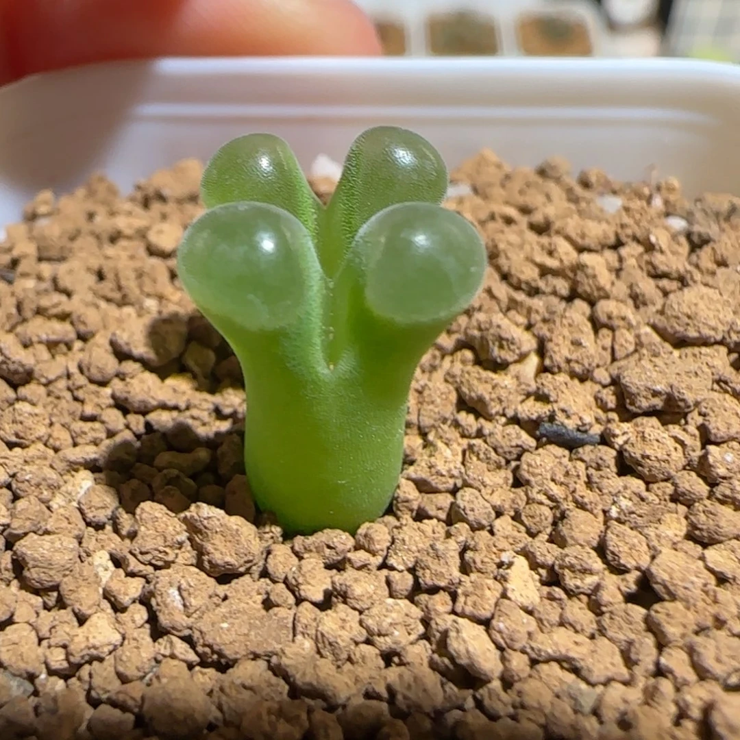 肉锥多肉植物组合-极窗1062
