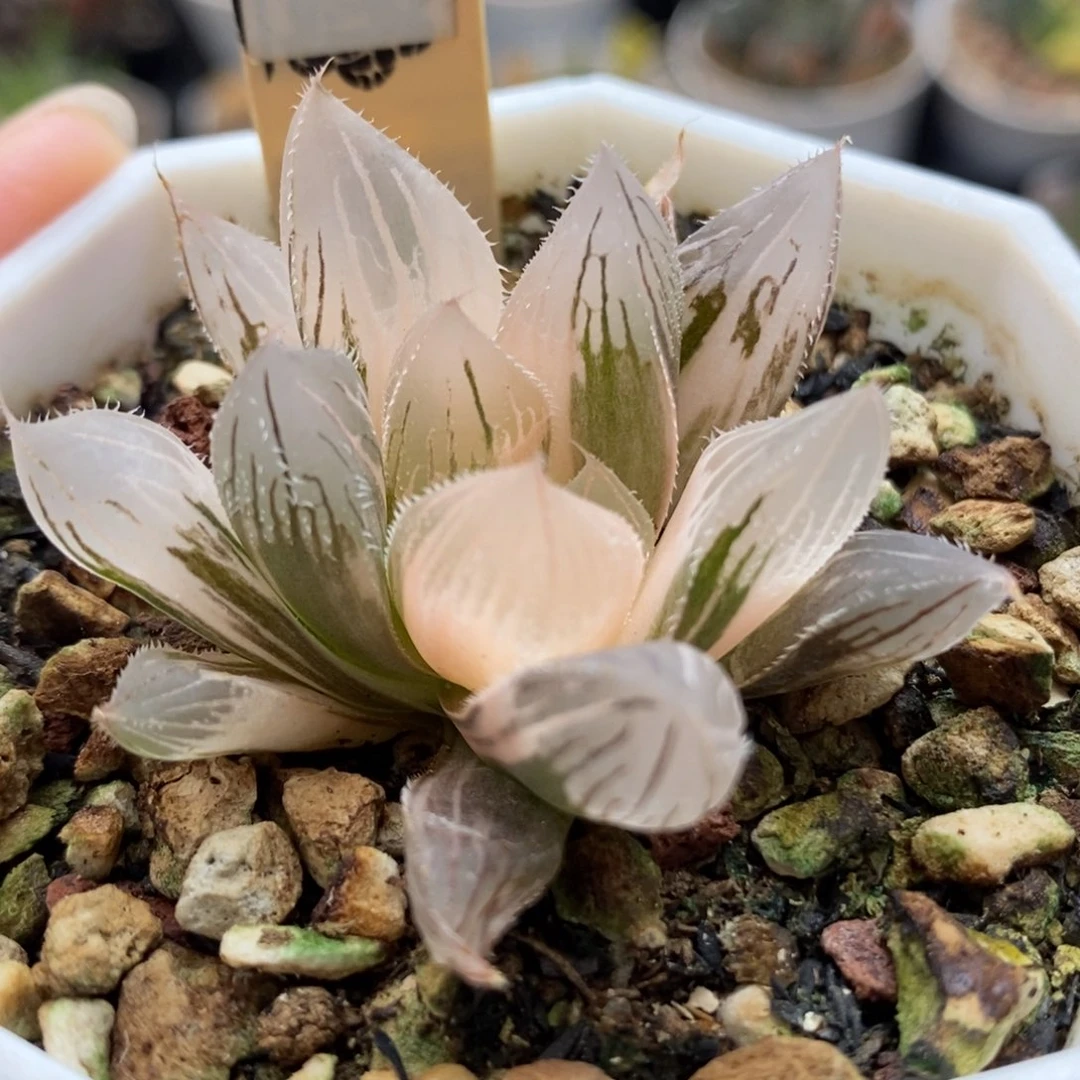 175实生玉露锦一物一拍