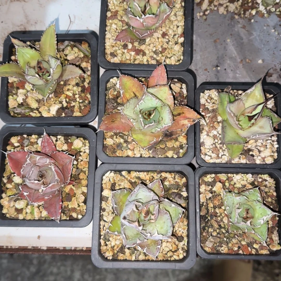 新手套餐7棵啦啦啦啦