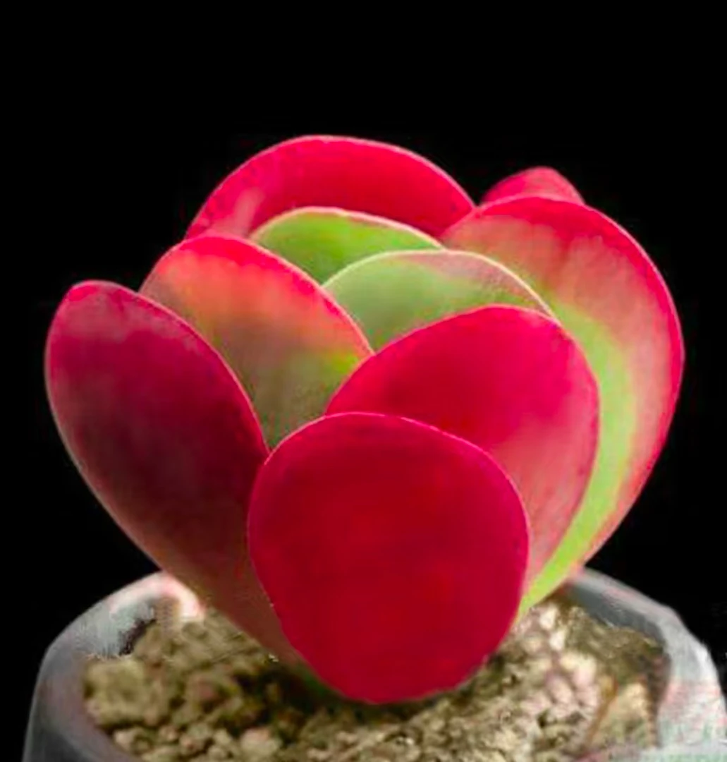 直播链接多肉花盆云南发货