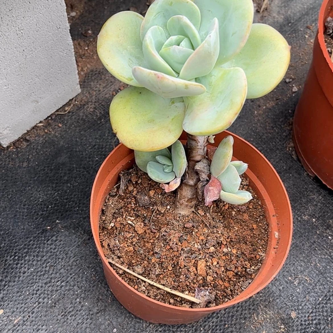 【闪购商品】无花朵余**悔