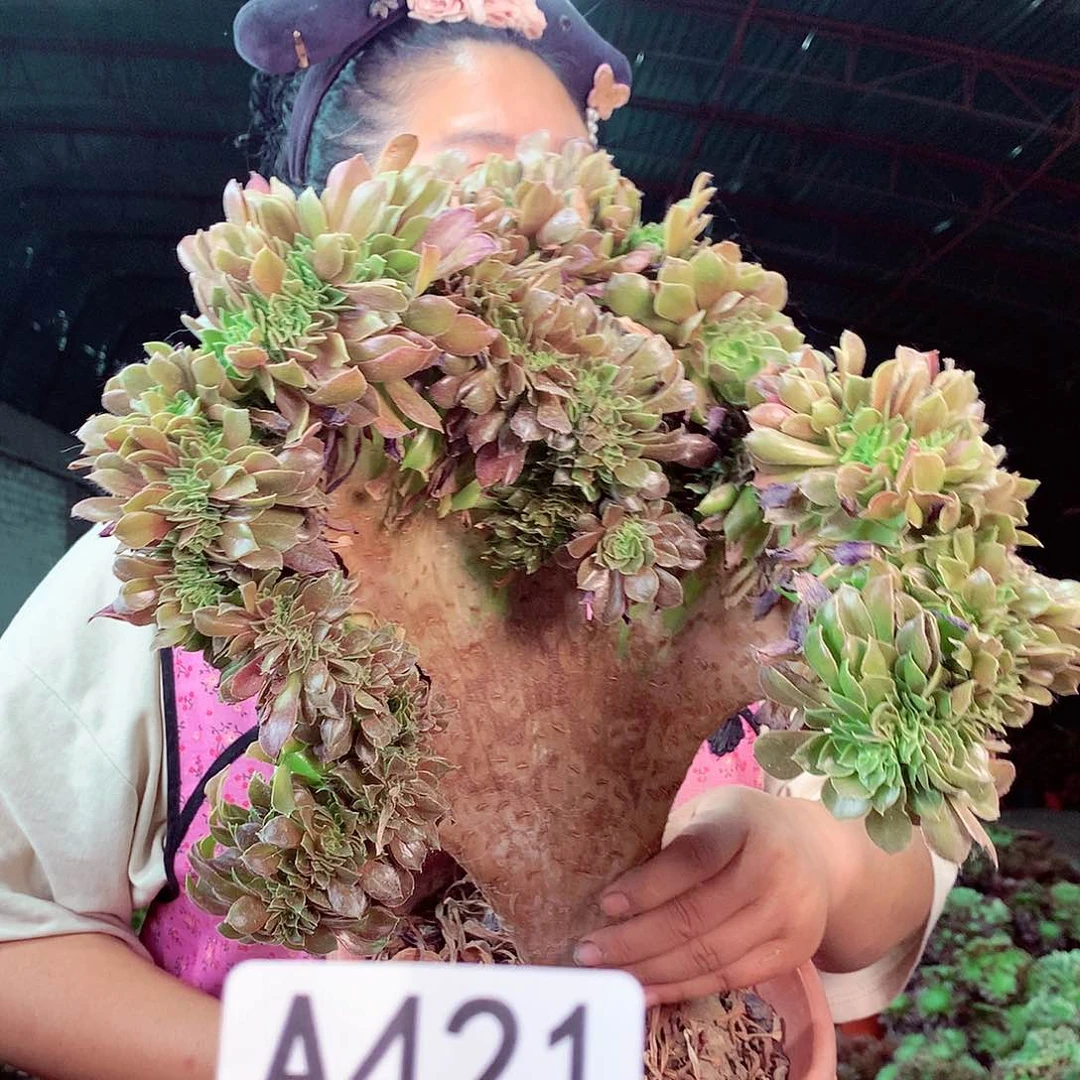 无花朵柒哥多肉法师不包侧断枝421