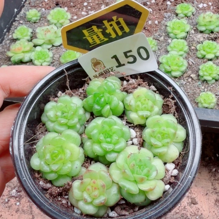 多肉植物多肉植物