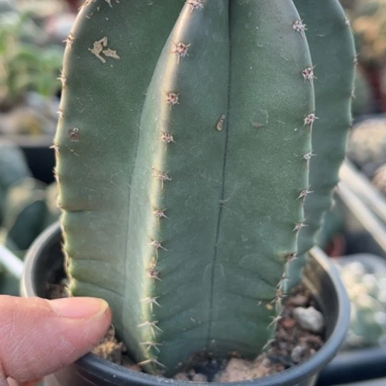 当前无花栽培后可以开花实生微刺虾