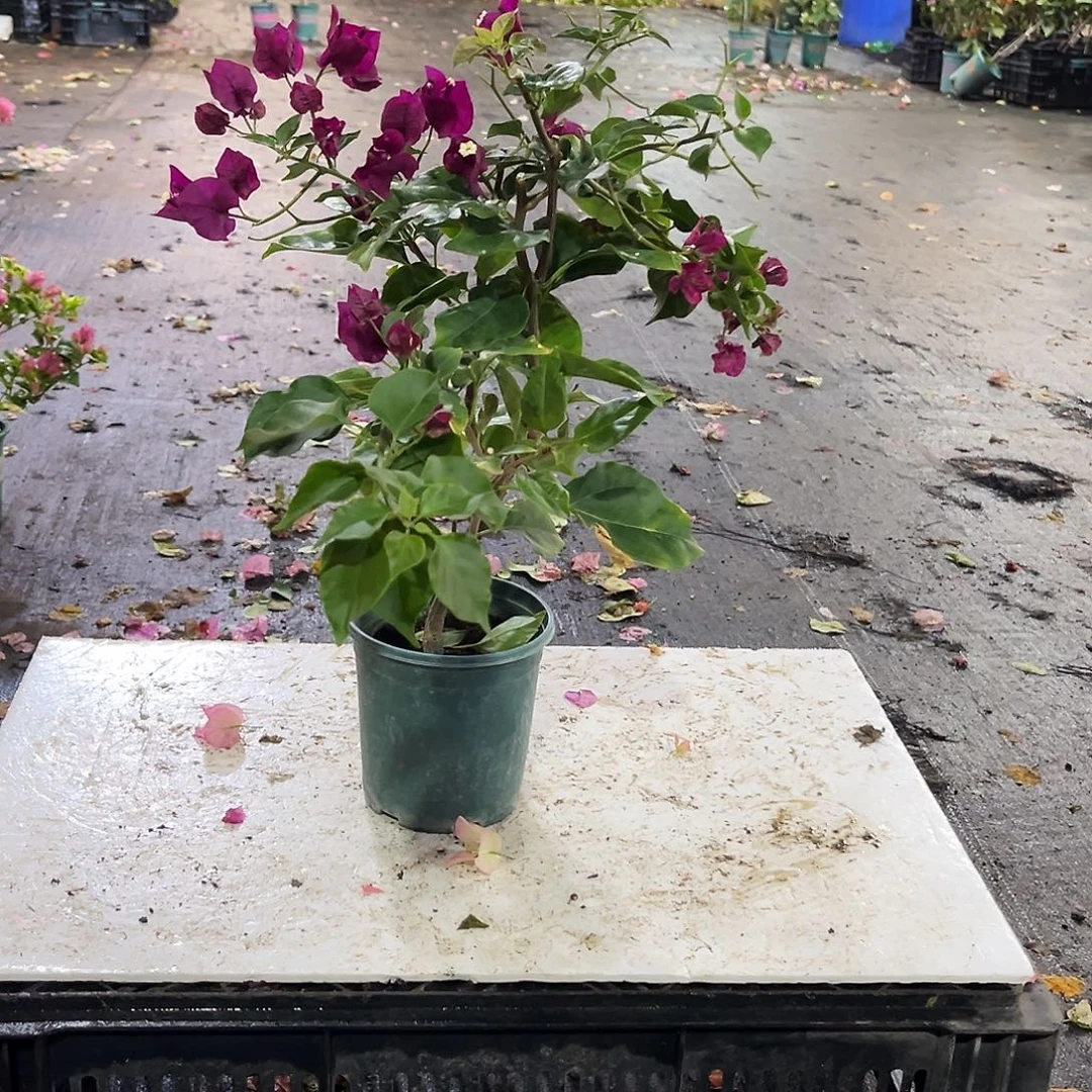 完全开放黑暗行者掌中宝一颗