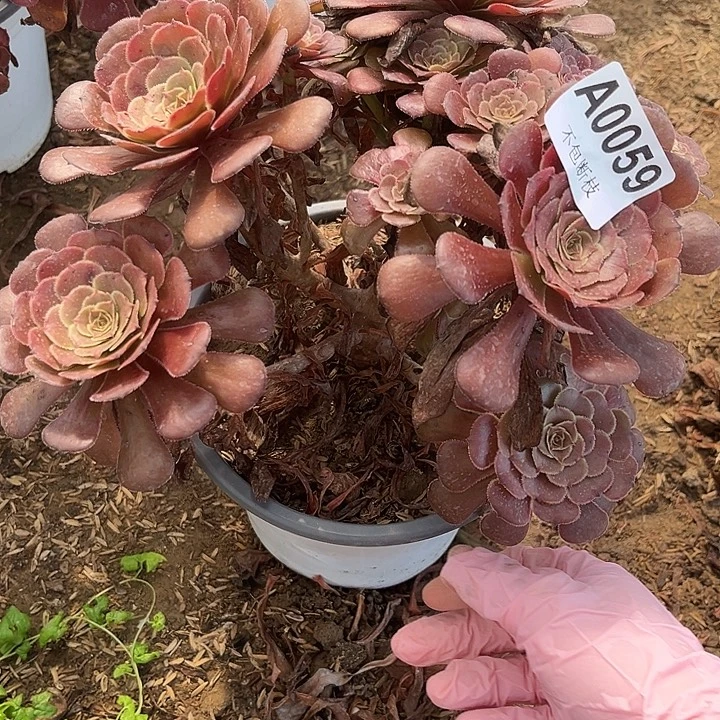 059黑萝莉多肉法师不包断枝