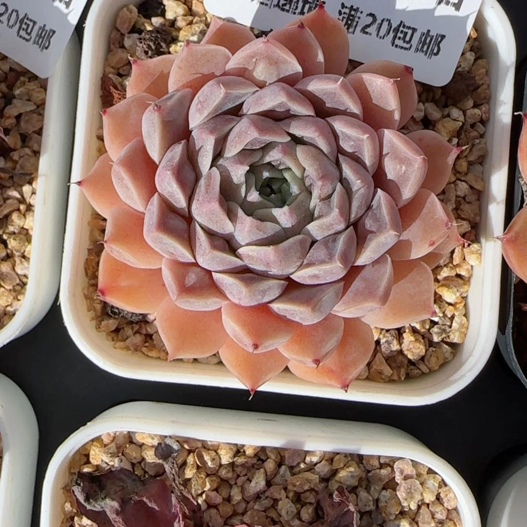 花语逸镜0125-114