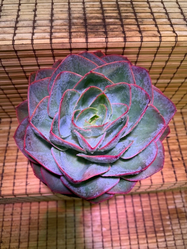 冰与火 老桩 稀有多肉好养