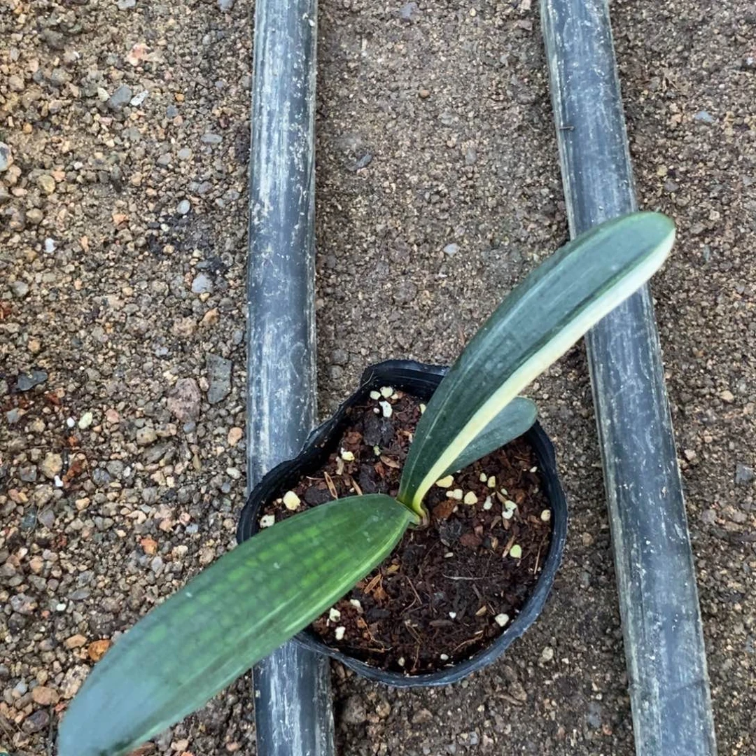 当前无花栽培后可以开花