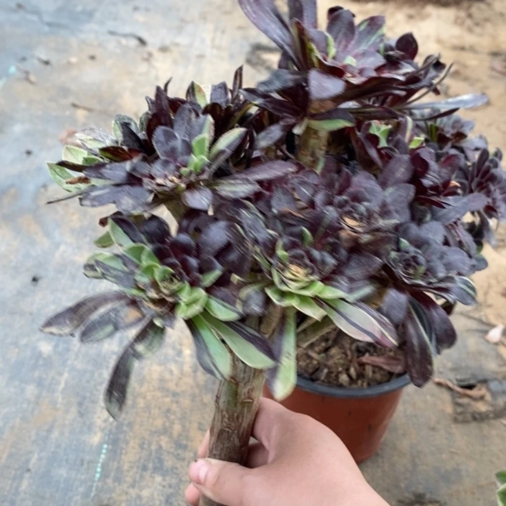 水墨丹青87多肉植物法师法师