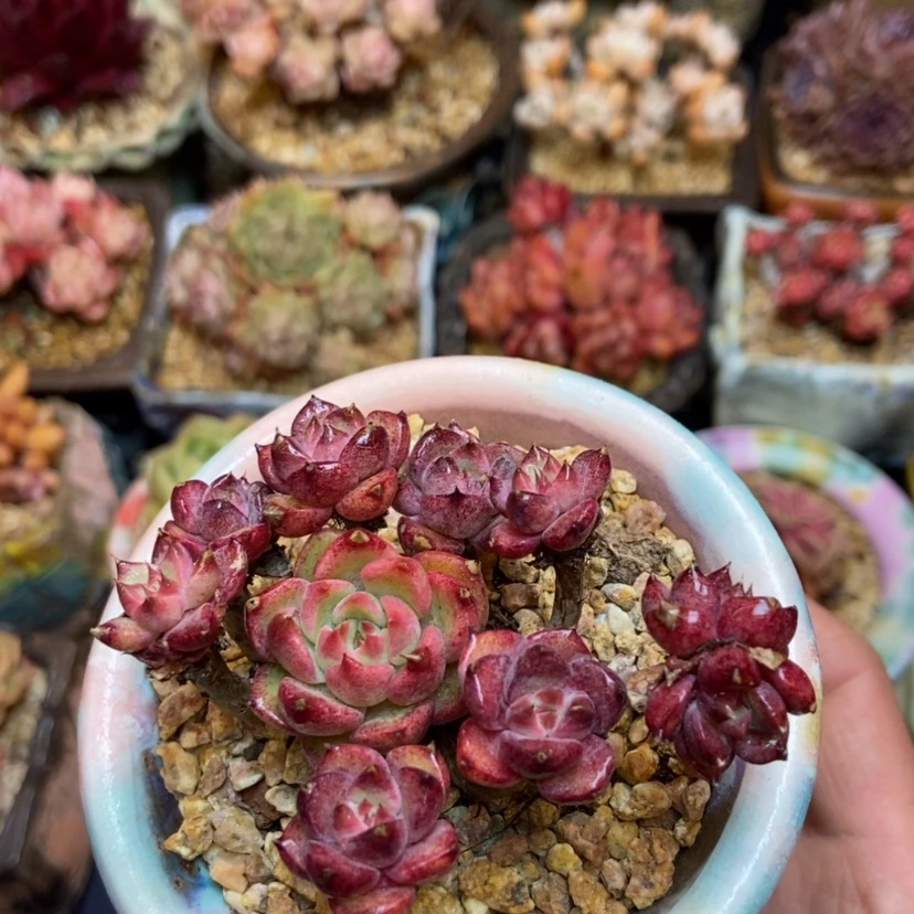 【闪购商品】水晶杂